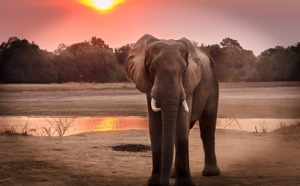 african-elephant-missing-wildness