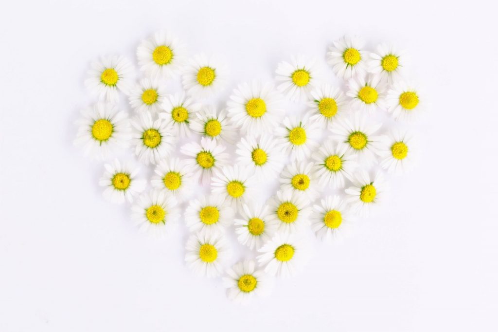 heart of daisies