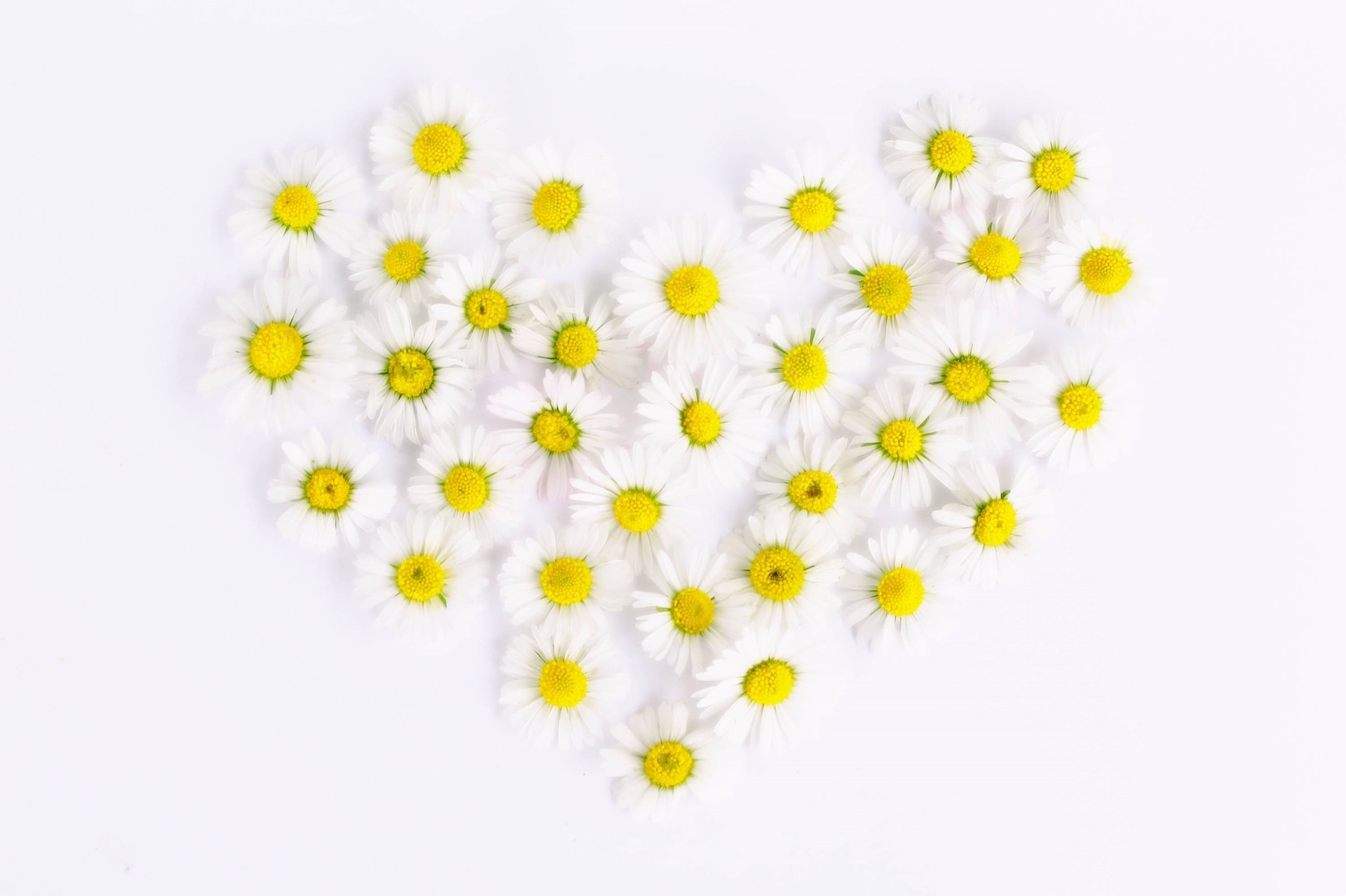 heart of daisies